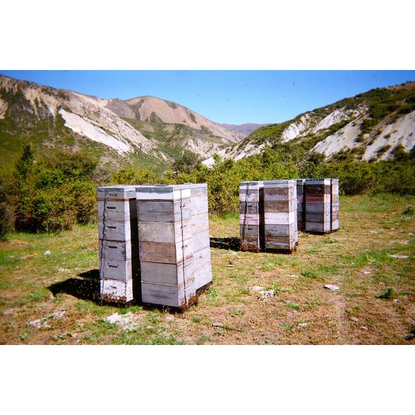 Bienen_landschaft.jpg
