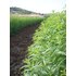 Zitronenverbene_Feld_Spanien 1.jpg