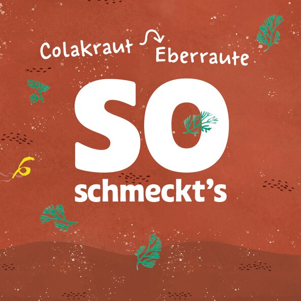 Text "So schmeckt's: Colakraut, Eberraute" mit Kräuter-Illustrationen