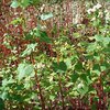 Buchweizenkraut bio