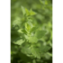 zitronenmelisse_pflanze_wasserbauer-2.jpg_w413.png