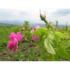 rose_pflanze_rumaenien.jpg_w413.png