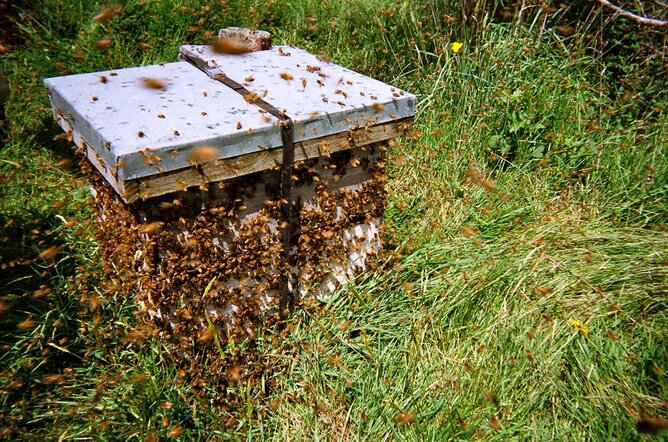 Bienenstock | © SONNENTOR Auf dem Foto ist ein Bienenstock zu sehen um den viele Bienen schwärmen. | © SONNENTOR