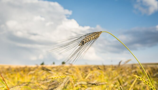 Getreide | © SONNENTOR Auf dem Foto ist ein Getreidefeld zu sehen. | © SONNENTOR